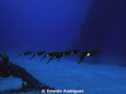 canon g9 by Ernesto Rodriguez 